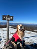 愛犬と一緒に！「入笠山雪山トレッキング！まだまだ冬の登山を楽しめますよ！ワンちゃんOK！」