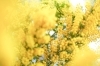 開花すると、こんなにふわふわになります。「3月８日はミモザの日」