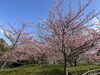 「魚魚の宿　3/6(木) 河津桜🌸」