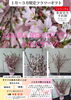 「【泉佐野市、貝塚市、熊取町、日根野】でお住まいの方で桜をプレゼントしたい方、お花見がしたい方にオススメの花屋りっちゅ情報」