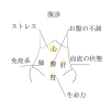 腹診「東洋から診る腹診①/江別鍼灸/江別整体」