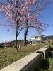 寒緋桜「春が訪れてます」