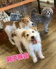 「みんなでわちゃわちゃ楽しかったね🐶」