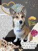 「Dog salon mofu mofu　余市町」