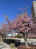「花は咲く　　みんなで歌謡ポップス」