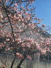 「まつだ桜まつりの帰りは、ぜひレストランパセリへ♪」