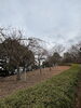 開花はまだ先になりそうです「引揚記念館公園の3/8現在のサクラの状況」