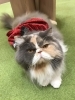 3月度イベントカレンダー🐝【宮崎ナナイロ(メガドンキ)にある猫