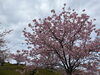 「3月8日　魚魚の宿　河津桜」