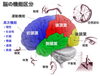 脳の機能区分(高草木薫資料より)「脳の話」