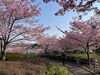 「3月9日(日) 魚魚の宿　河津桜」