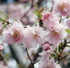 「春の商品リストを更新しました！【福島植物園｜宿根草｜花木】」
