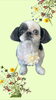 「Dog salon mofu mofu　余市町」