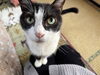 「腫瘍ができた猫丸の猫（=^ェ^=) 整体・オイル・リーディング・占い・顔そり・氣功」