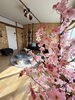 今週末花見仕様へ🌸「🌸福山でインドア花見を楽しむならザレンタルスペース松永へ🌸」