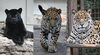 「ジャガー・ピューマの放飼時間変更について」