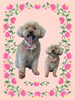 「Dog salon mofu mofu　余市町」