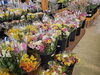 「お彼岸のお花「来夢」くんで販売中！」