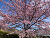 「魚魚の宿　3月11日　河津桜🌸」