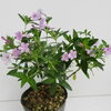 「紫丁花【福島植物園／宿根草】」