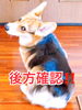 デビューできるかな？「デビューへの一歩‼️」