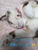 画像に困ったら我が家の猫(そら)ちゃんです😅「セルフケアの、ご提案もしています🤗　」