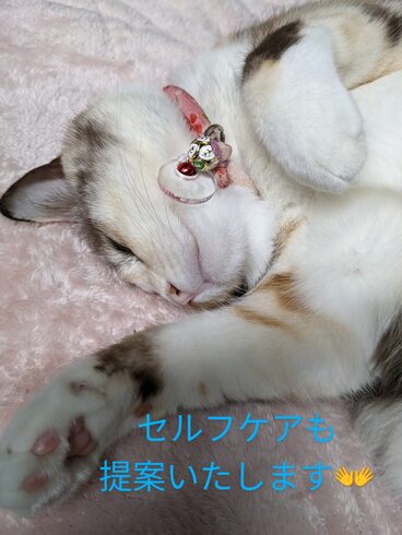 画像に困ったら我が家の猫(そら)ちゃんです😅「セルフケアの、ご提案もしています🤗 」