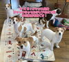 「WAN!チャンス出身のジャックラッセルテリアオフ会🐶🌟」
