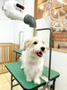 「【愛犬のシャンプーでお困りですか？】K9コズミックで快適セルフシャンプー！🐶🛁✨」