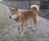 お泊まりの　チロちゃん「ドッグホテル」