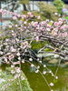 「本日の境内は梅の花が綺麗です！」
