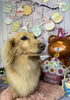 お誕生日おめでとう㊗️クッキーちゃん🍪「誕生日おめでとう(^｡^)」