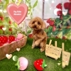 トイプードル　カット「🐶トイプードル、チワマル、シュナウザー、トリミングのお友達🍓」