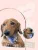 「Dog salon mofu mofu　余市町」