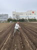腕、腰、足が鍛えられます👍「☆カラフル野菜の小山農園『春の大イベントジャガイモの種蒔き』☆」