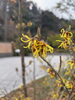 マンサクの花「早春の花「マンサク」をご存じですか？」