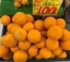 大玉　清見オレンジ🍊お買い得となっています！！「本日は清見オレンジがとてもお買い得になっています🍊　大玉😄！！　 枚方ビオルネ地下1階　新鮮果実 日野屋🍑🍓🍍」