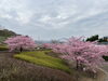 「魚魚の宿　3月13日　河津桜🌸」