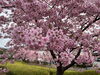 「魚魚の宿　3月14日　河津桜🌸」
