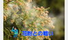 花粉キツイっす🤧「毎日の様に花粉と戦いながらの作業でっす🤧💧」