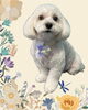 「Dog salon mofu mofu　余市町」