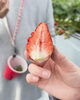 「いちご狩りのshorts動画🍓」