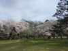 出雲大社神苑桜「出雲春旅！桜旅！桜の時期の出雲宿泊はぜひ神楽荘へ！」