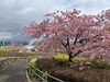 「魚魚の宿　3月16日　河津桜🌸🌱」