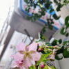 明石市大明石町【テスコム明石求人センター】河津桜🌸