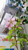 店先に植えた河津桜が遅まきながら漸く咲き始めました「明石市大明石町【テスコム明石求人センター】河津桜🌸」