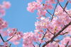 「春🌸はもうすぐ❓　🌼春を感じにお出かけしよう🎵」