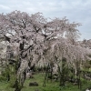 東郷寺しだれ桜　2025年の開花情報