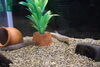 ドジョウ「春の水辺にいる魚🐟ドジョウとホトケドジョウの紹介【体験観光スポットかすみがうら市水族館/淡水魚/観賞魚/ドジョウ/ホトケドジョウ/爬虫類/両生類/カメ/ウーパールーパー/オオサンショウウオ/春の魚】」