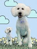 「Dog salon mofu mofu　余市町」